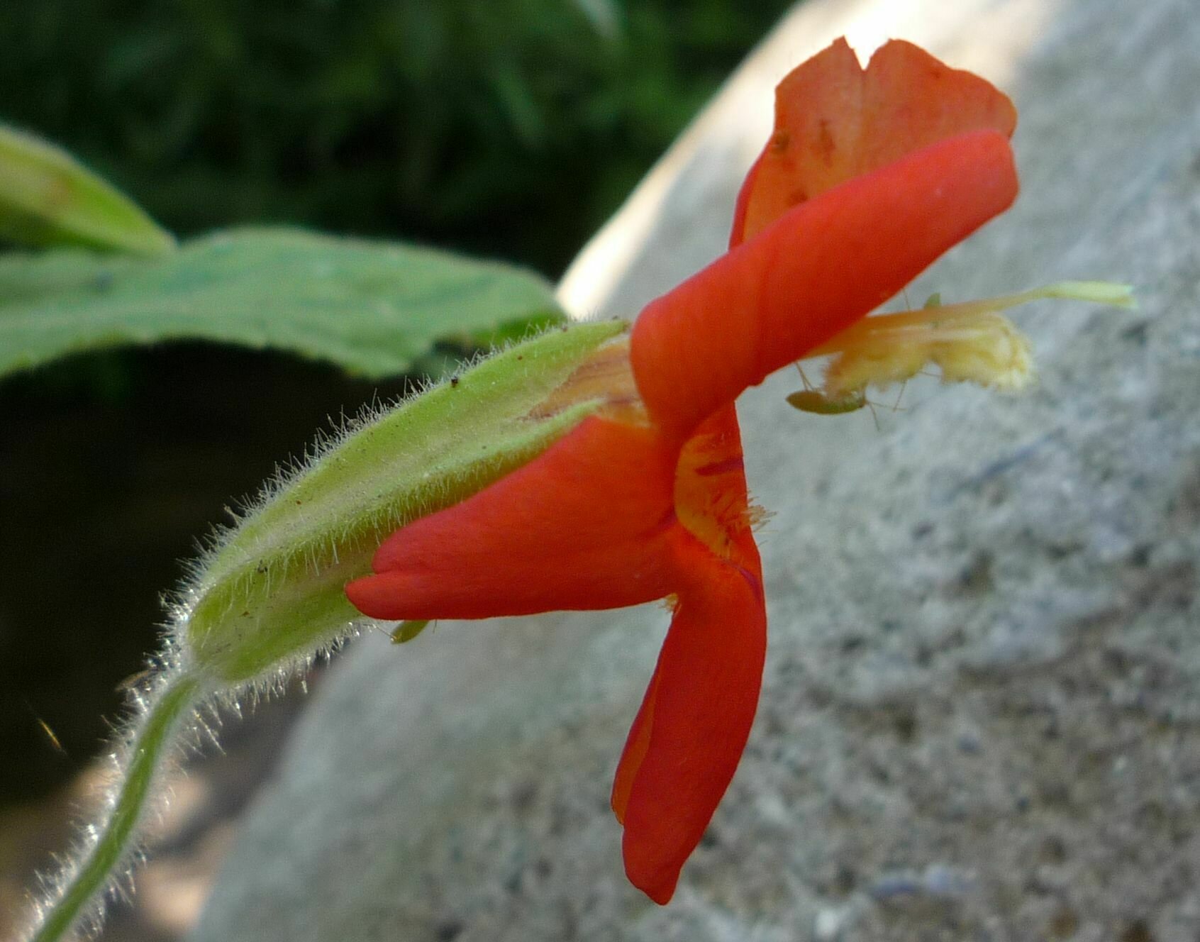 High Resolution Erythranthe cardinalis Flower